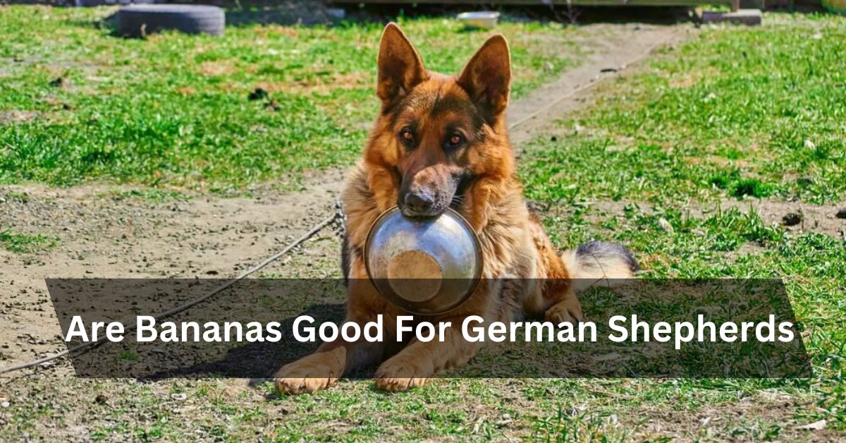 Are Bananas Good For German Shepherds