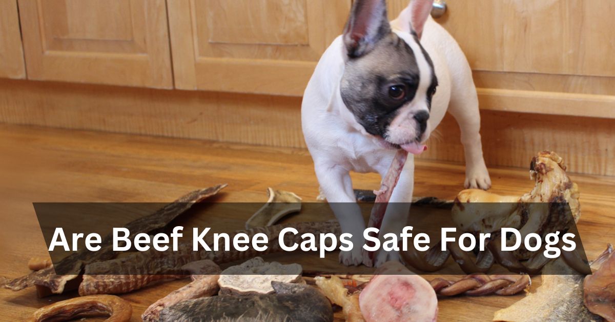 Are Beef Knee Caps Safe For Dogs