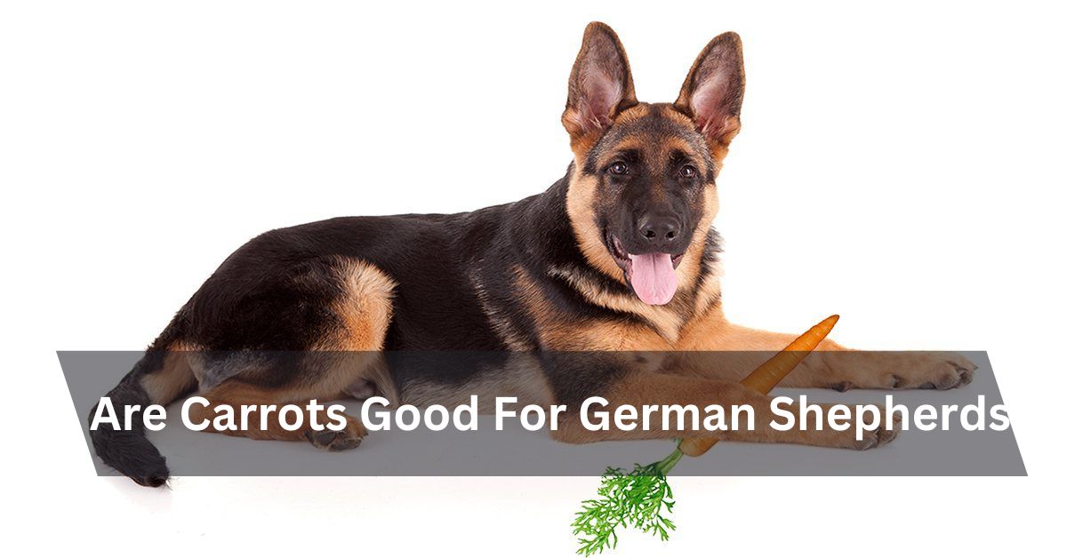 Are Carrots Good For German Shepherds