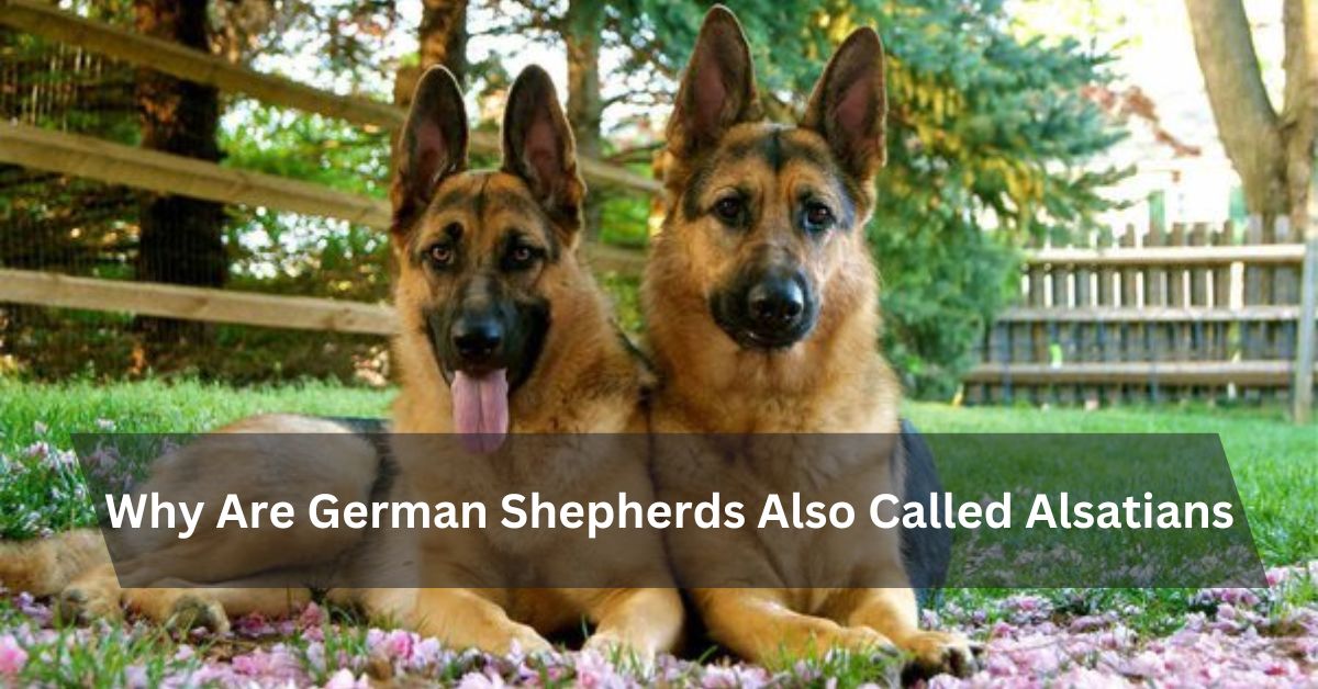 Why Are German Shepherds Also Called Alsatians