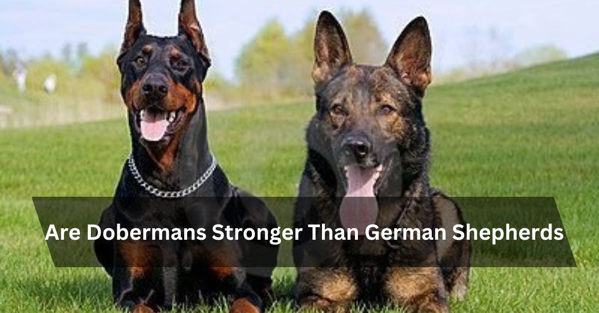 Are Dobermans Stronger Than German Shepherds