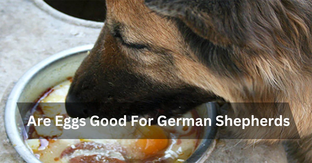 Are Eggs Good For German Shepherds