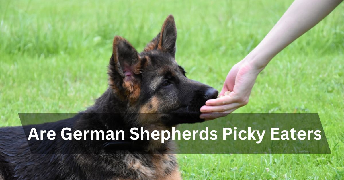 Are German Shepherds Picky Eaters