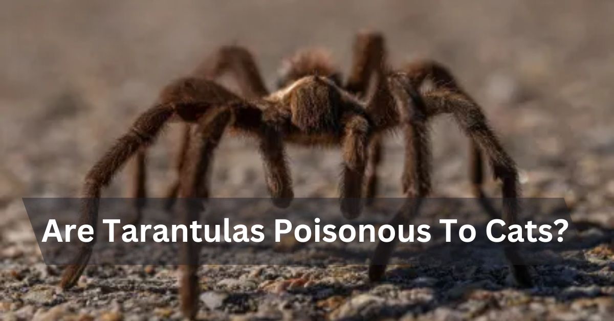 Are Tarantulas Poisonous To Cats