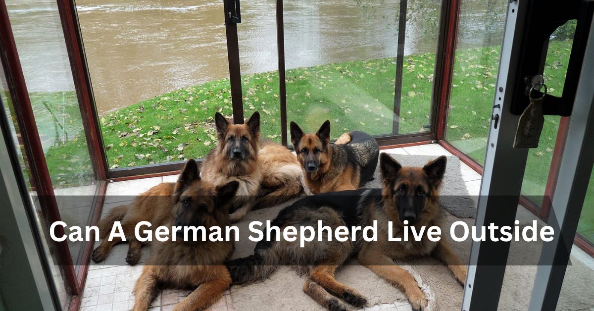 Can A German Shepherd Live Outside