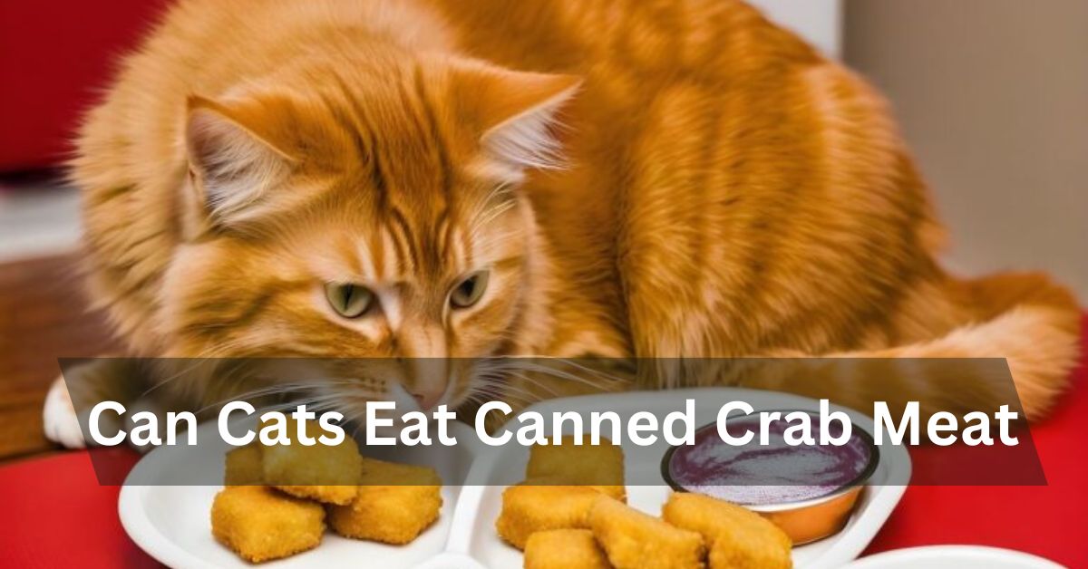 Can Cats Eat Canned Crab Meat