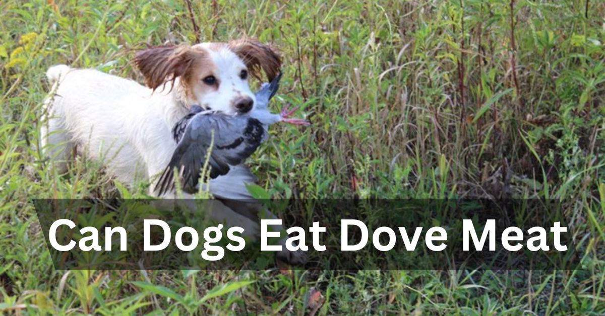 Can Dogs Eat Dove Meat