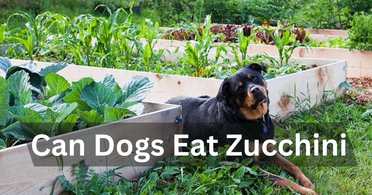 Can Dogs Eat Zucchini