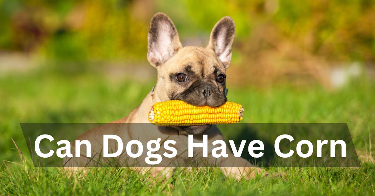 Can Dogs Have Corn