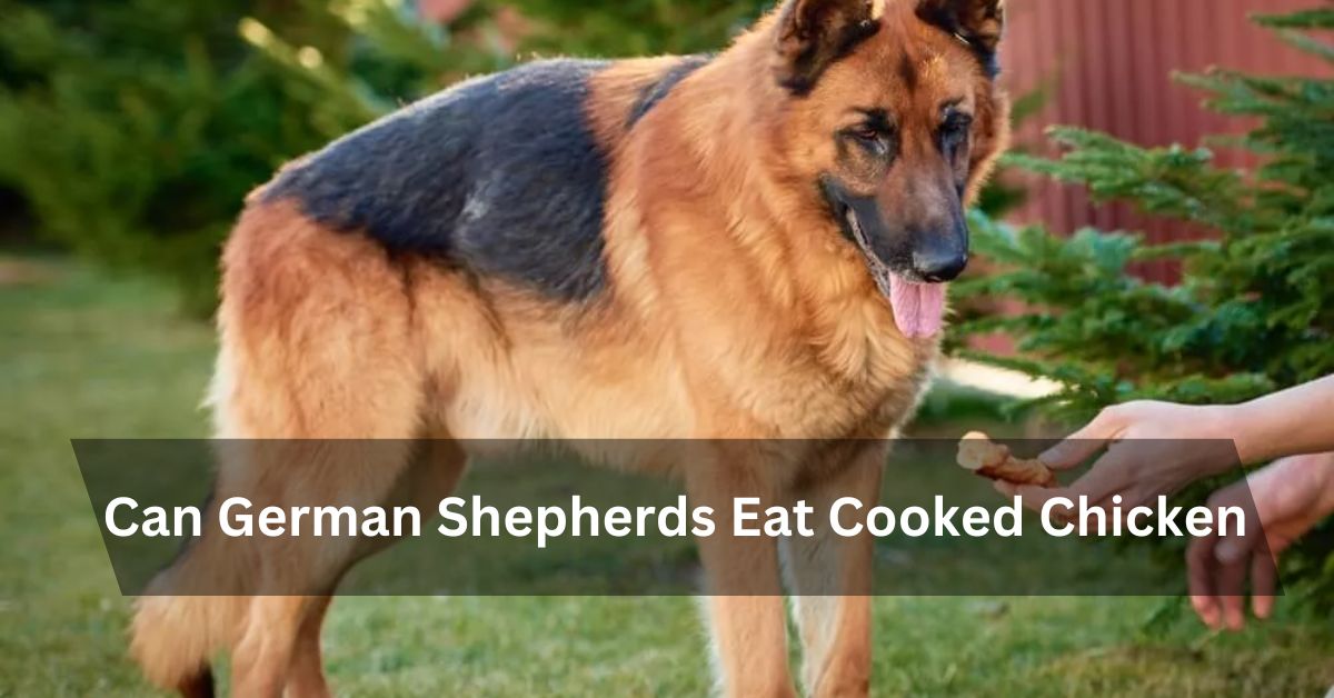 Can German Shepherds Eat Cooked Chicken