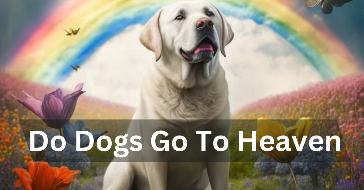 Do Dogs Go To Heaven