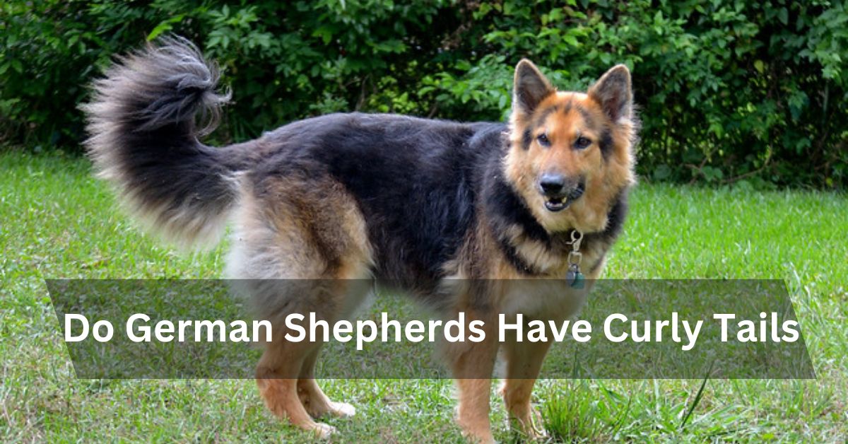 Do German Shepherds Have Curly Tails