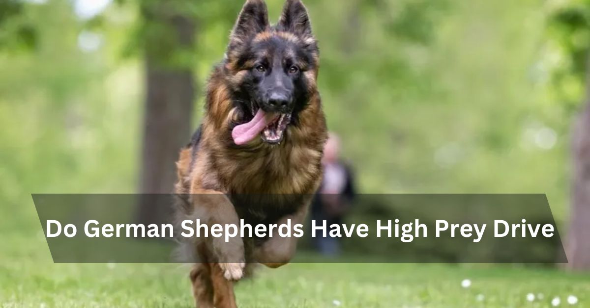 Do German Shepherds Have High Prey Drive