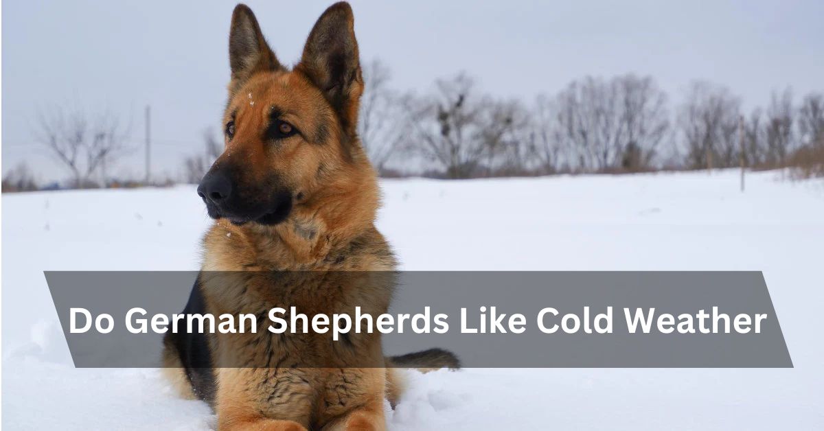 Do German Shepherds Like Cold Weather