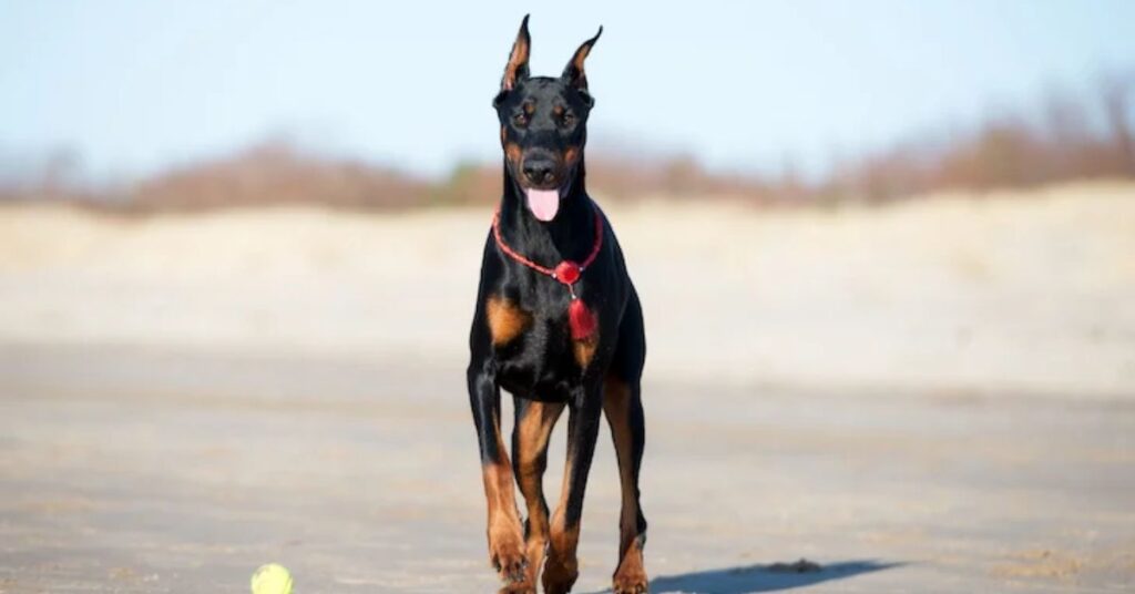 Doberman Pinscher