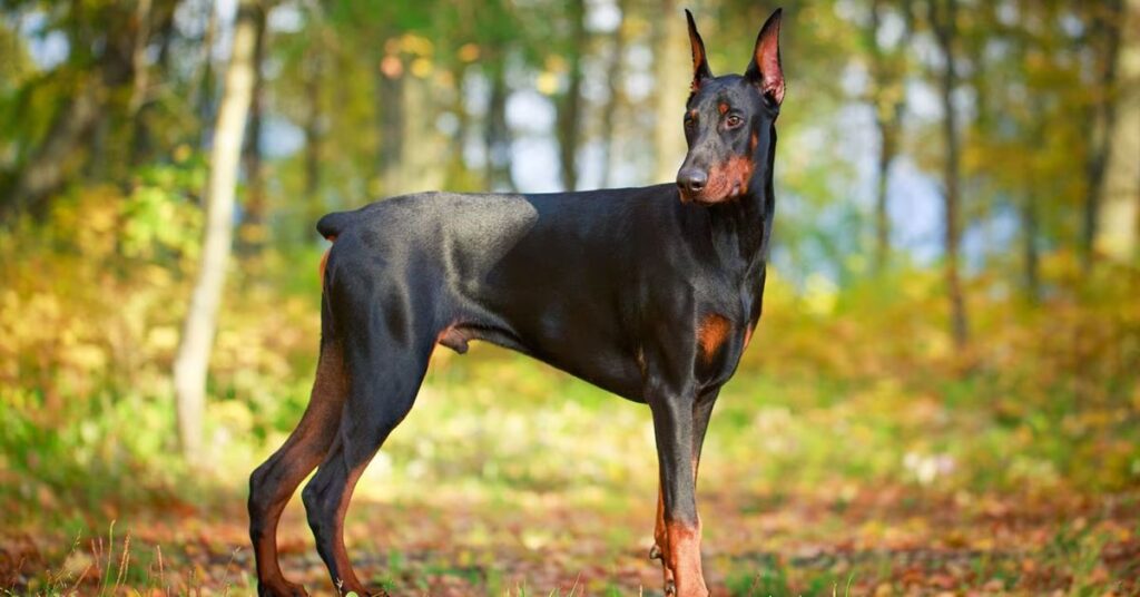 Doberman Pinscher