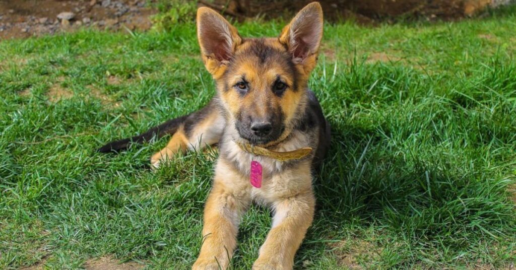 German Shepherd