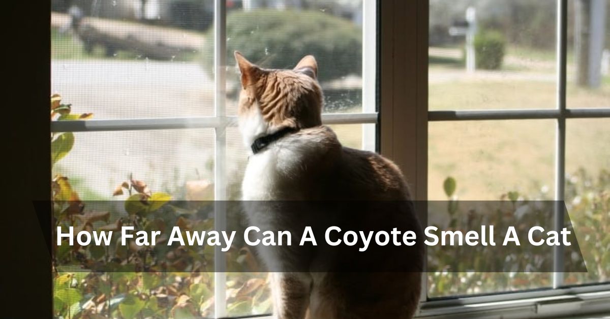 How Far Away Can A Coyote Smell A Cat