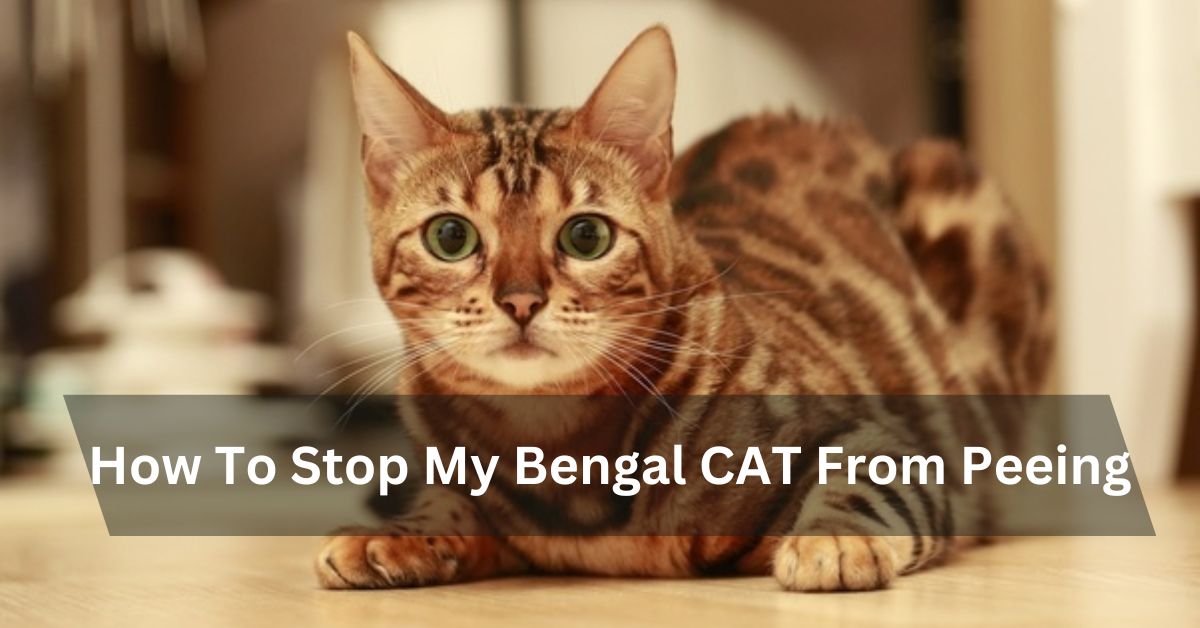 How To Stop My Bengal CAT From Peeing