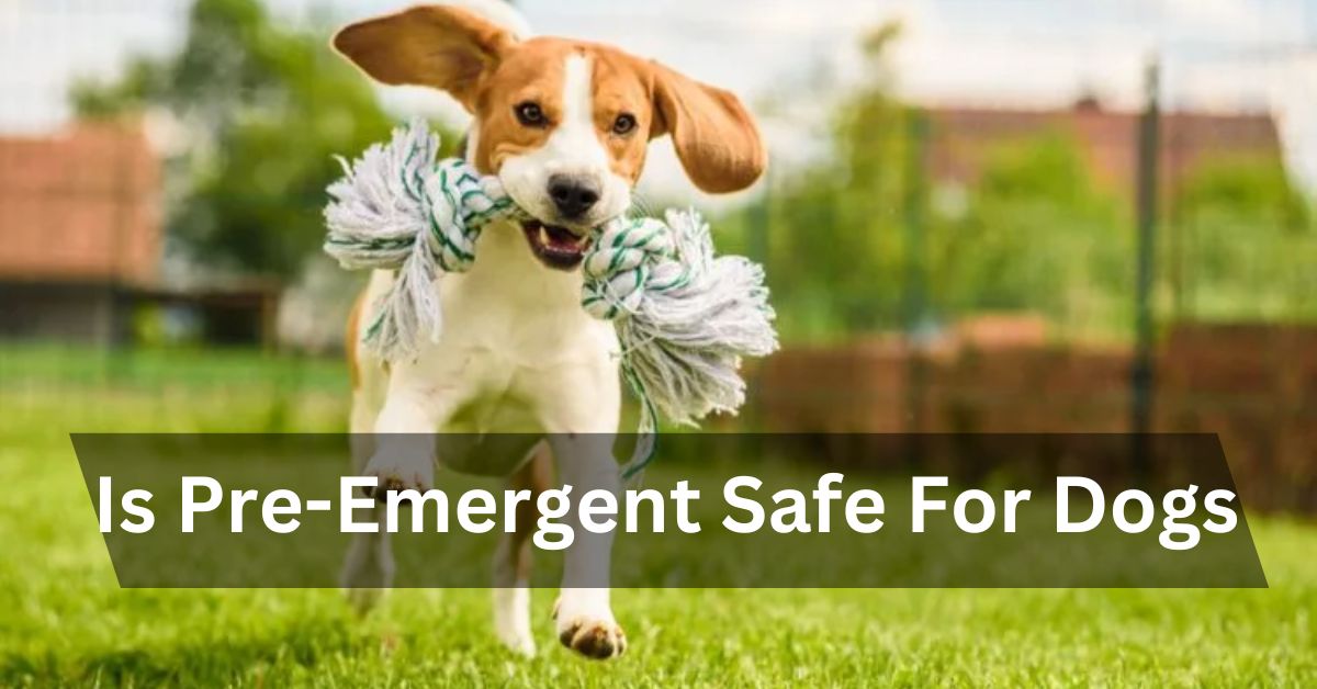 Is Pre-Emergent Safe For Dogs