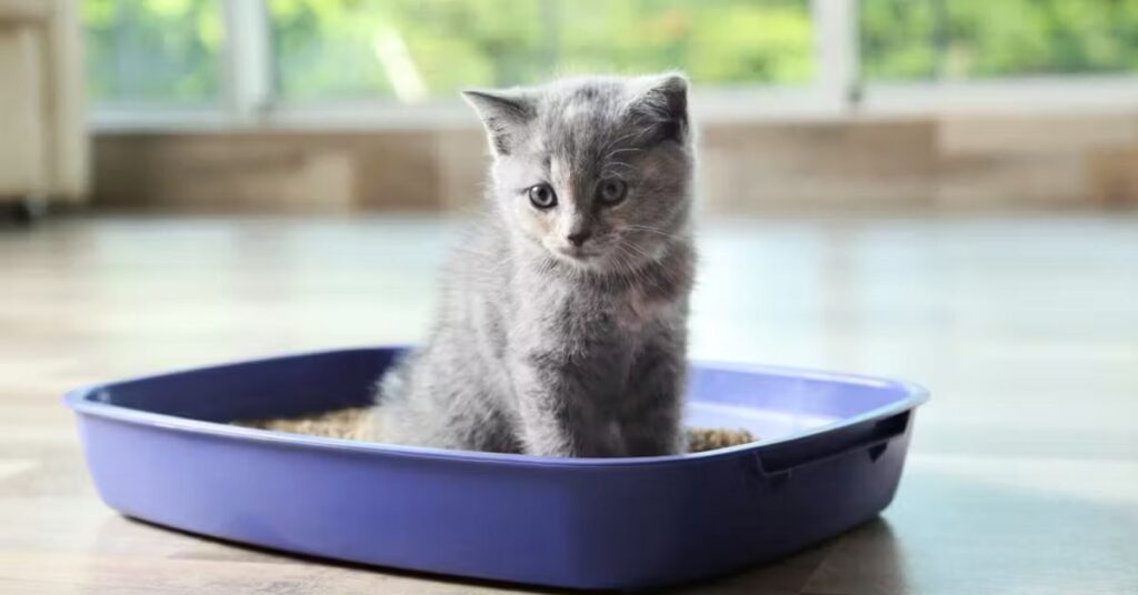 Survey Litter Box Arrangement