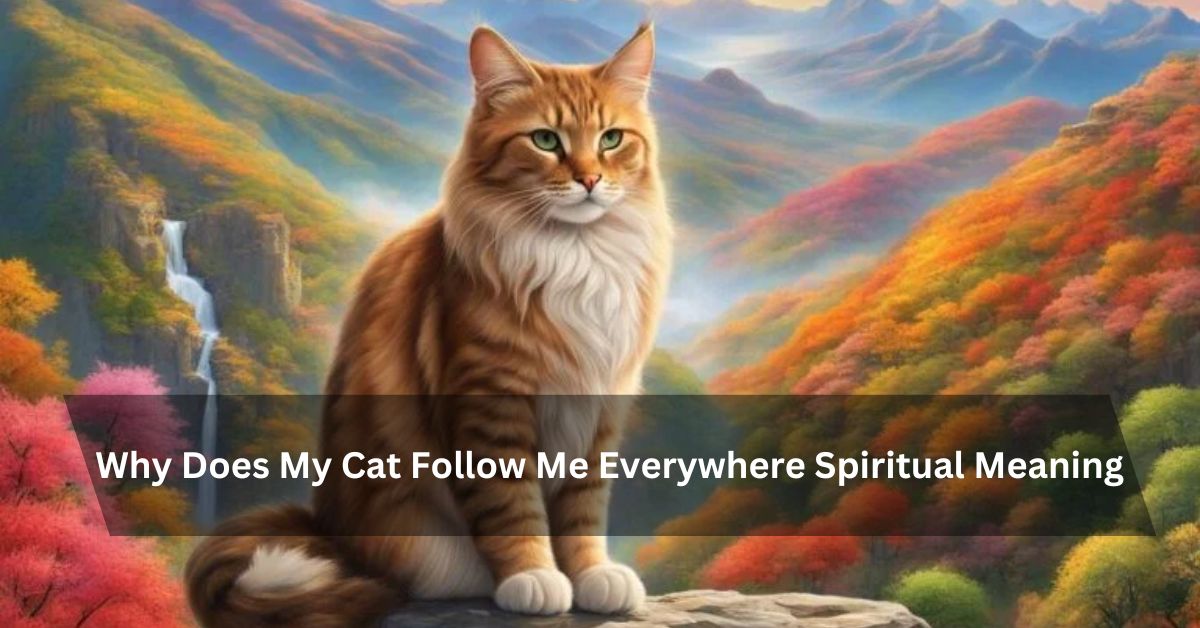 Why Does My Cat Follow Me Everywhere Spiritual Meaning