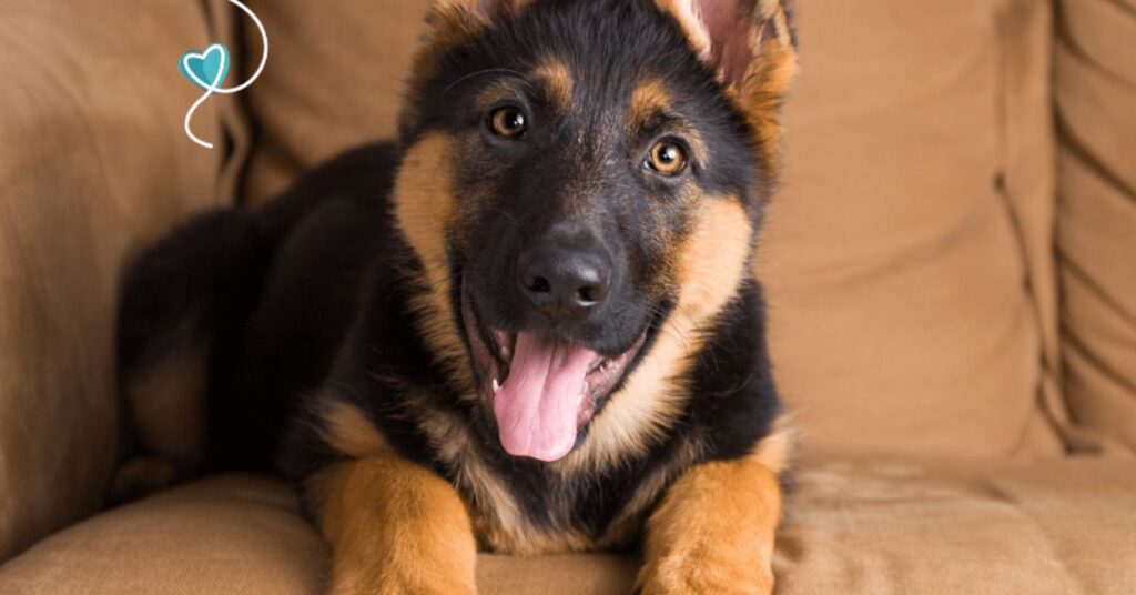 tarting points as "German Shepherd