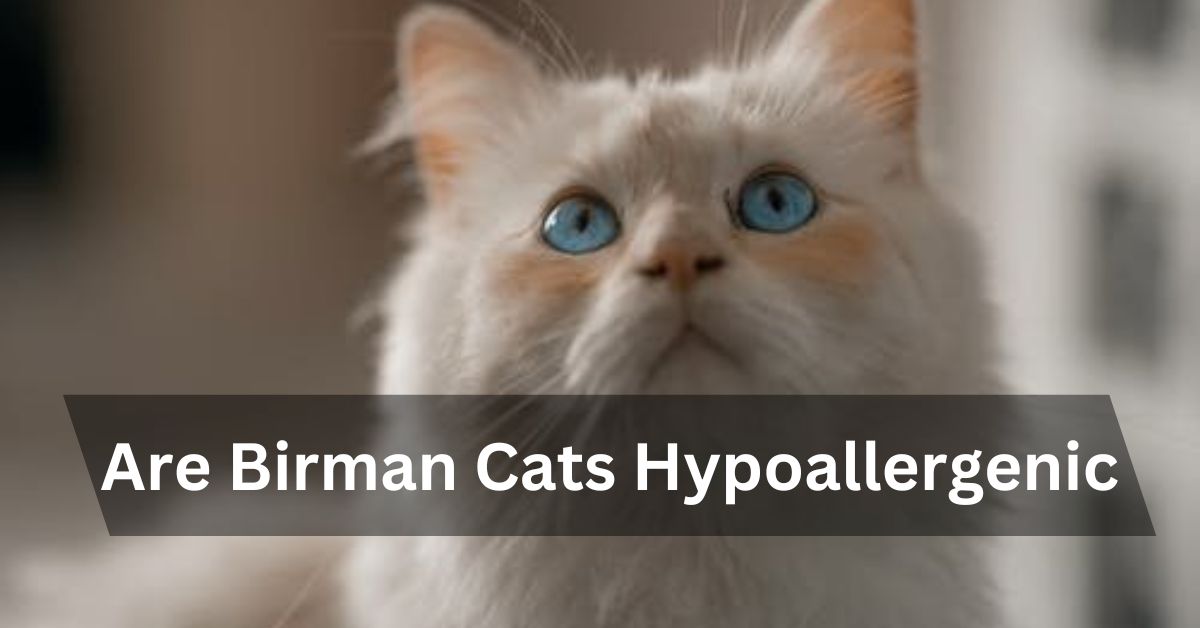 Are Birman Cats Hypoallergenic