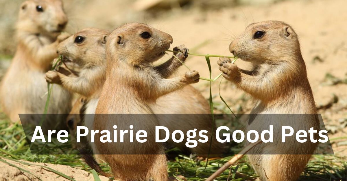 Are Prairie Dogs Good Pets