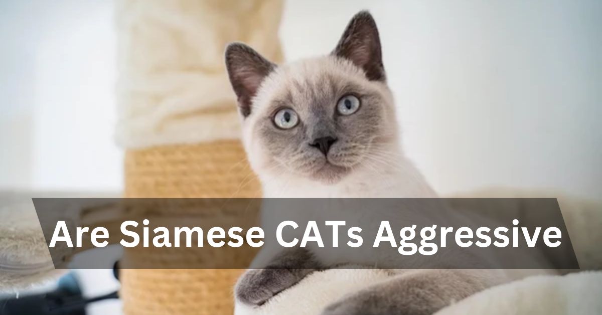 Are Siamese CATs Aggressive