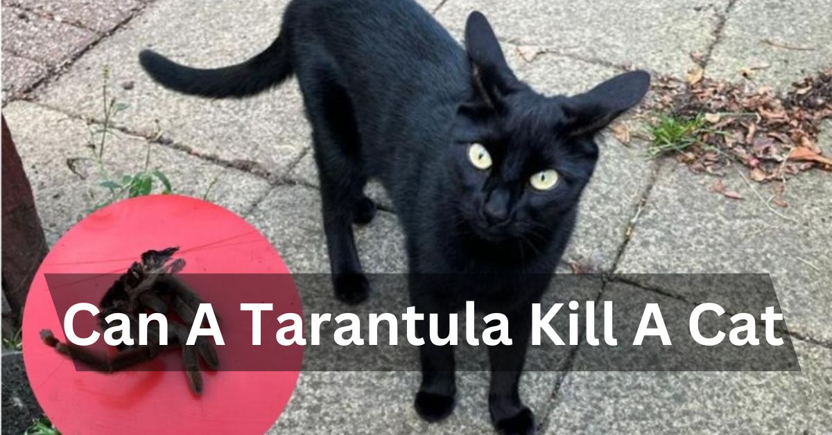 Can A Tarantula Kill A Cat