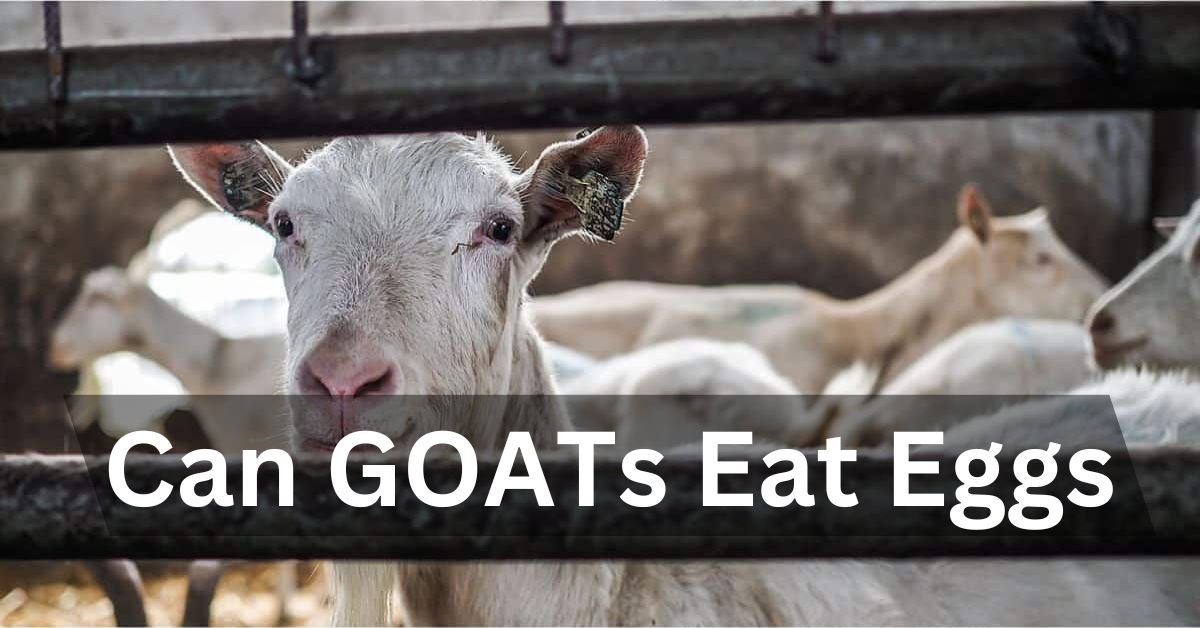 Can Goats Eat Eggs