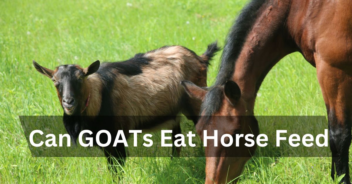 Can GOATs Eat Horse Feed