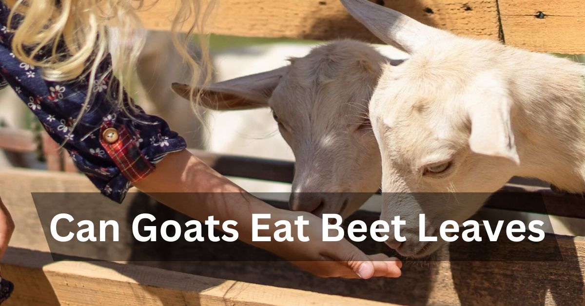 Can Goats Eat Beet Leaves