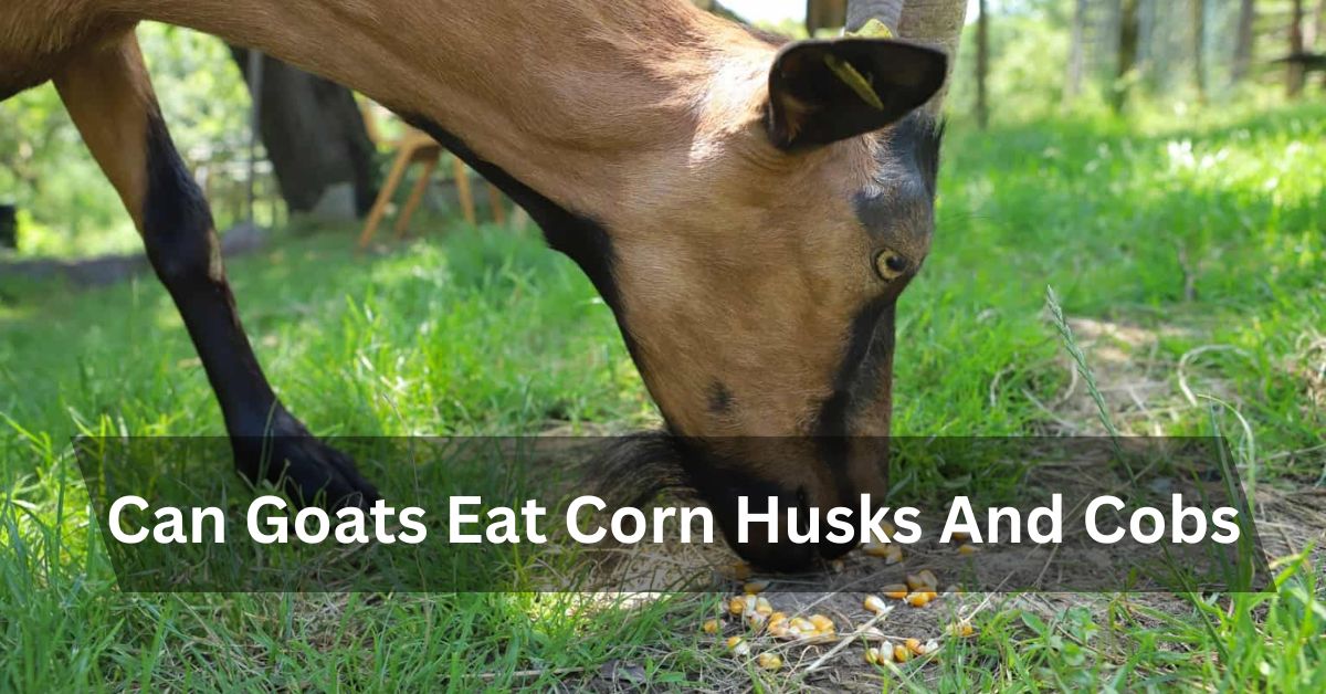 Can Goats Eat Corn Husks And Cobs