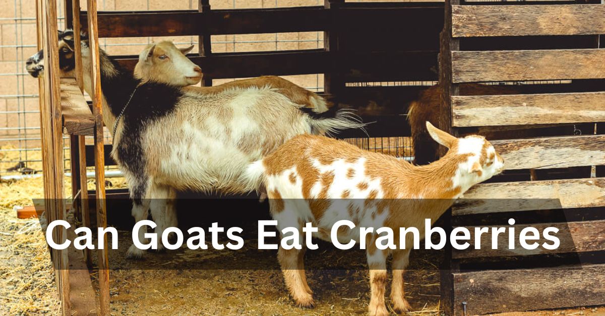 Can Goats Eat Cranberries