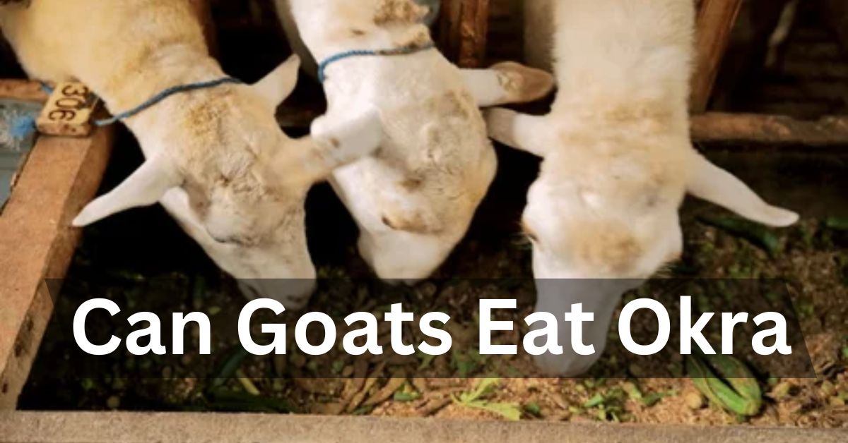 Can Goats Eat Okra