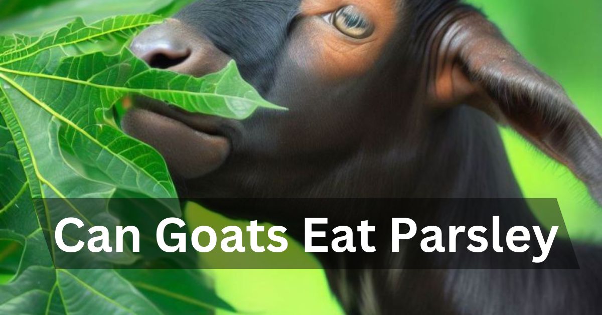 Can Goats Eat Parsley