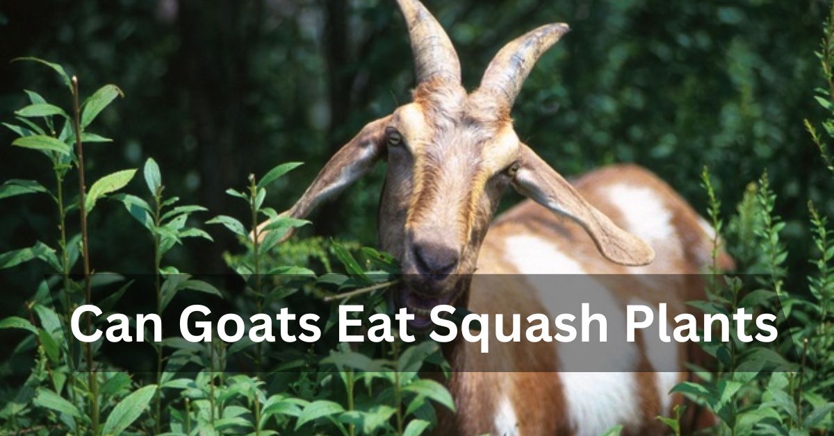 Can Goats Eat Squash Plants