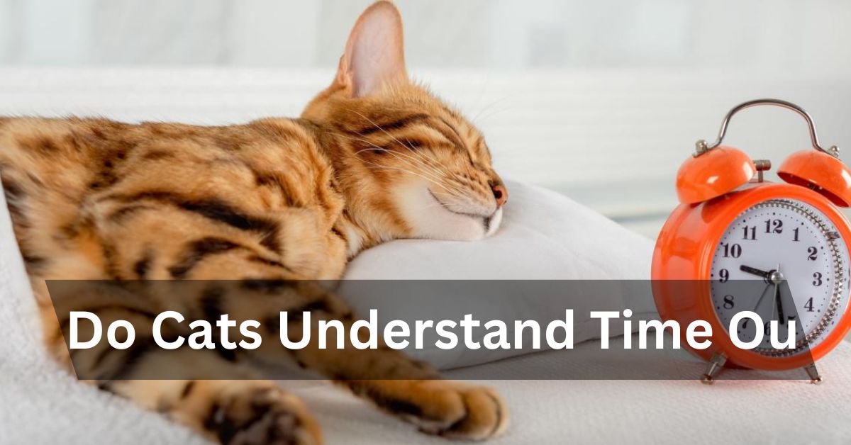 Do Cats Understand Time Ou