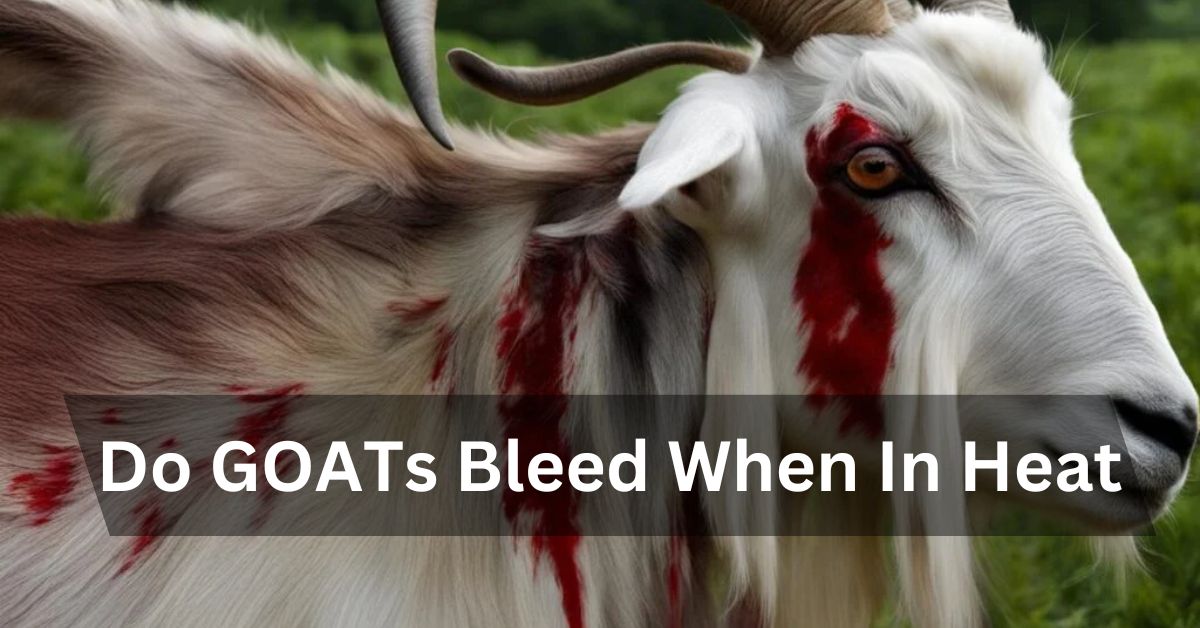 Do GOATs Bleed When In Heat