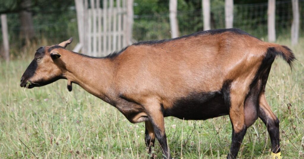 Further developed Coat and Foot Wellbeing for goat