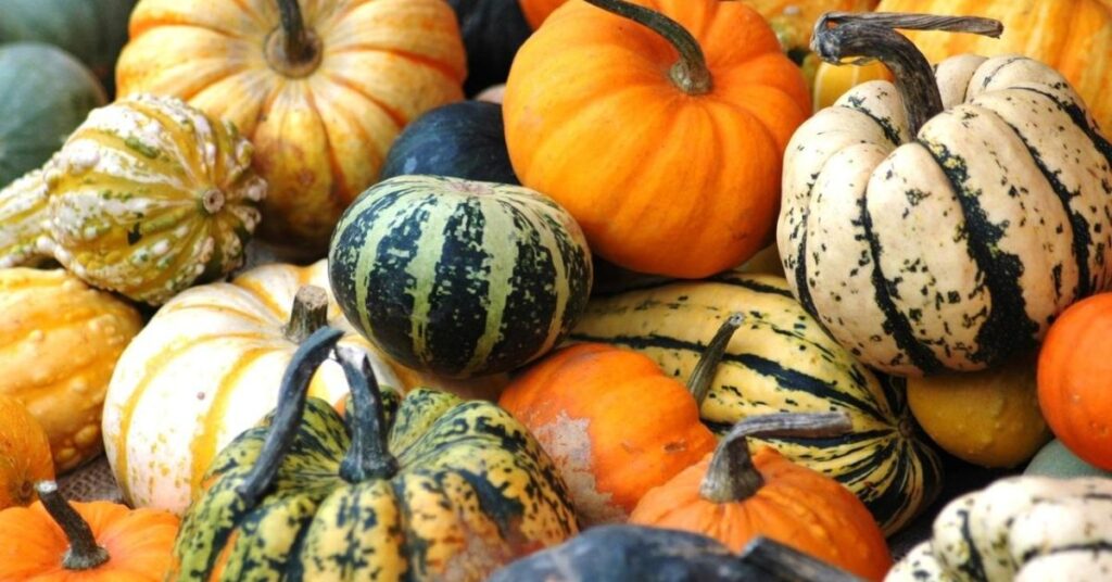 Gourds vs. Edible Squash