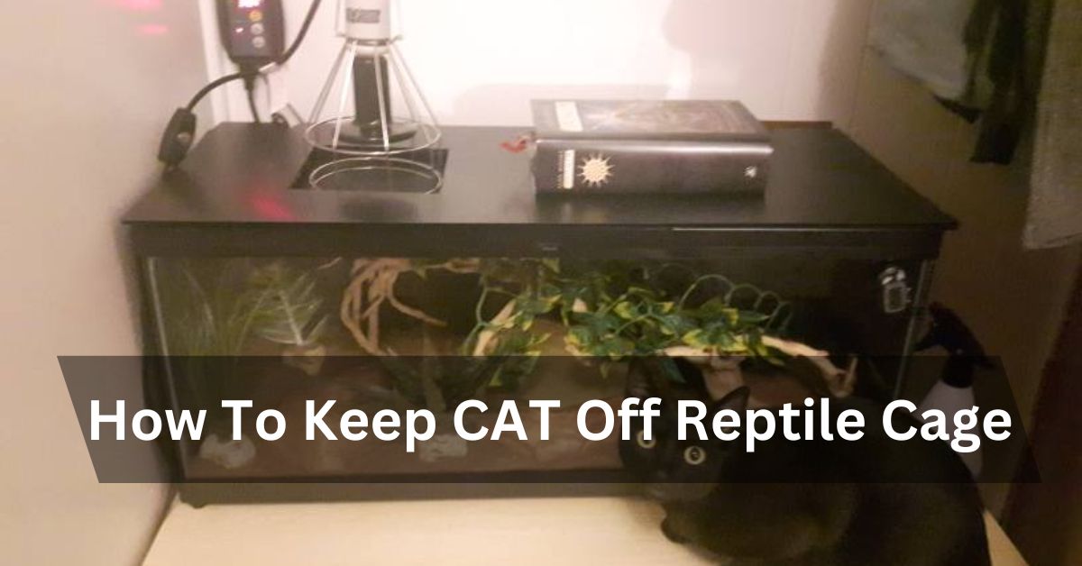 How To Keep CAT Off Reptile Cage