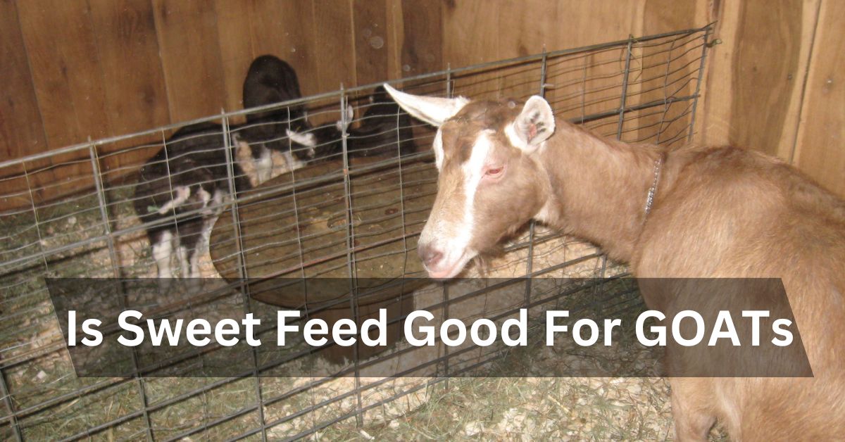 Is Sweet Feed Good For GOATs