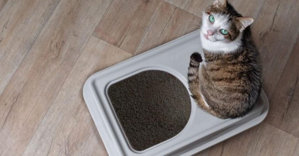 Not Using the Litter Box