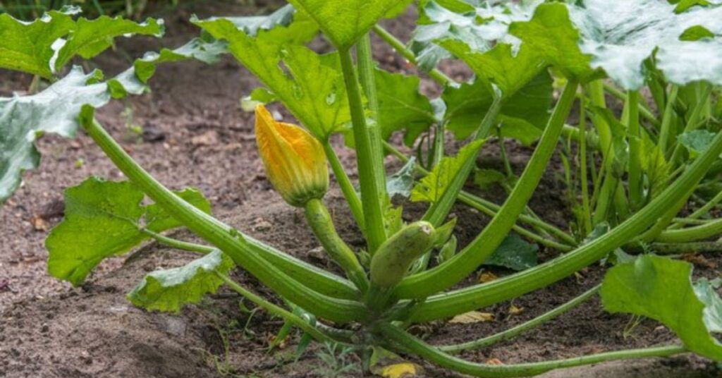 Parts of the Squash Plant