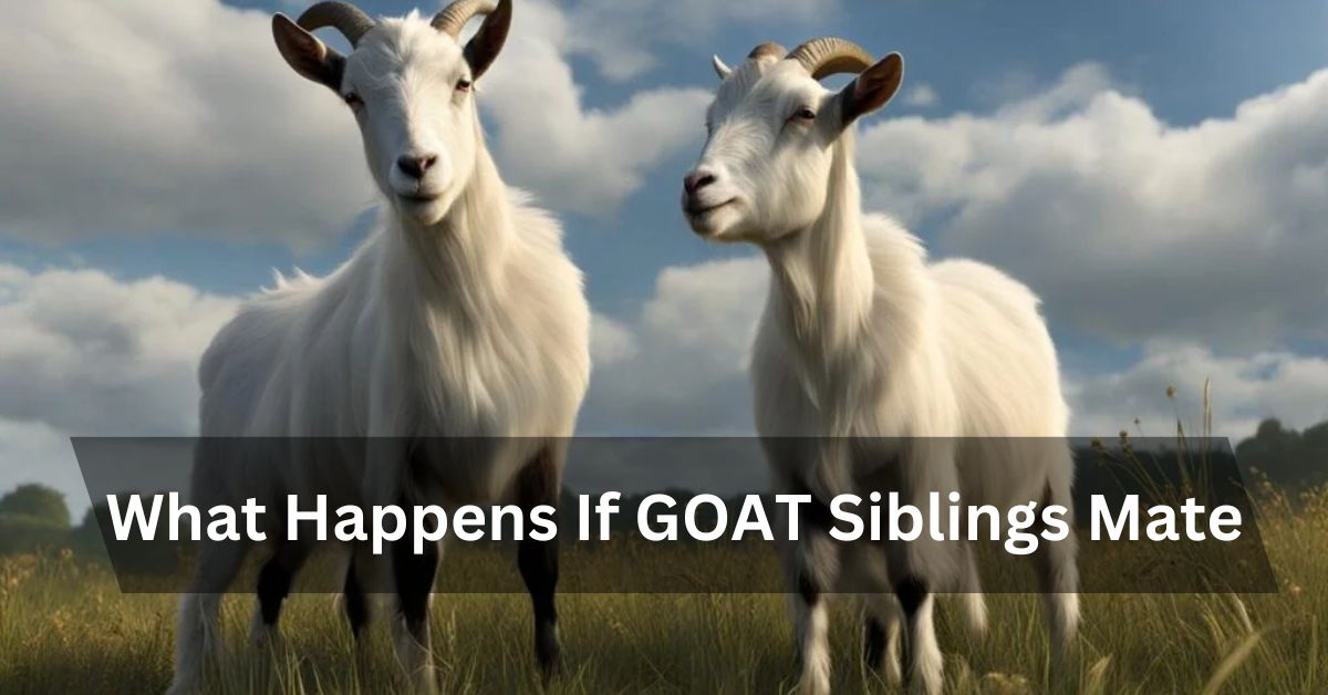 What Happens If GOAT Siblings Mate