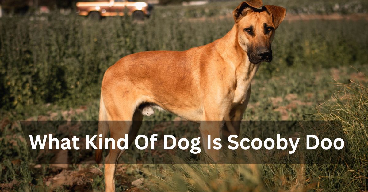 What Kind Of Dog Is Scooby Doo