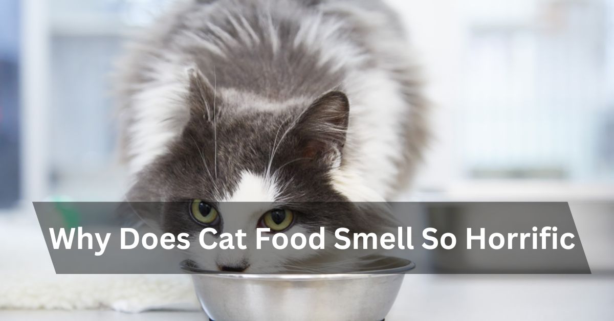 Why Does Cat Food Smell So Horrific